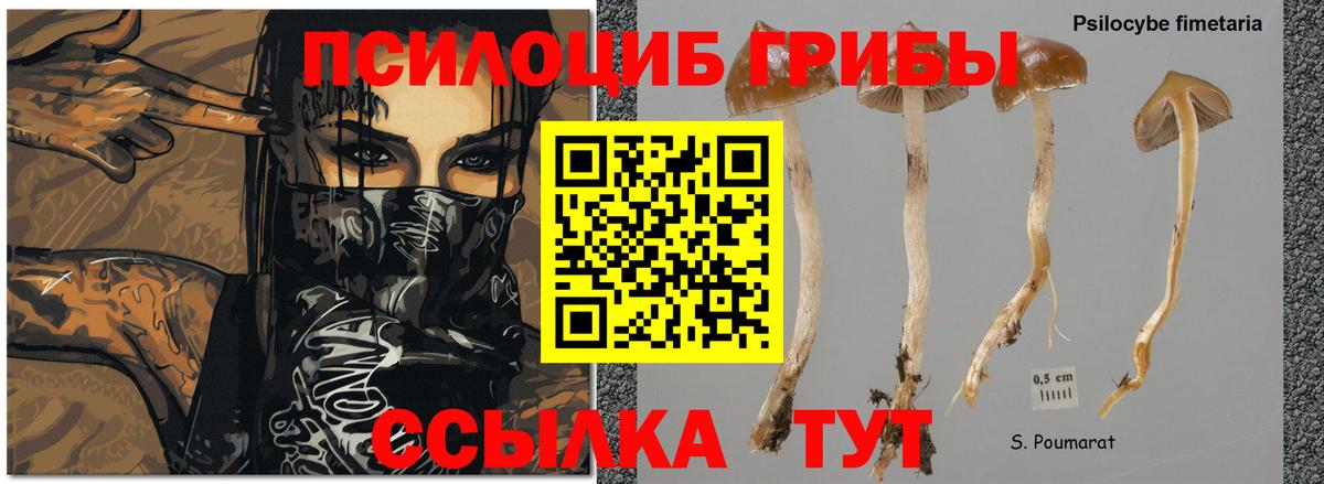 Галлюциногенные грибы Cubensis Гурьевск